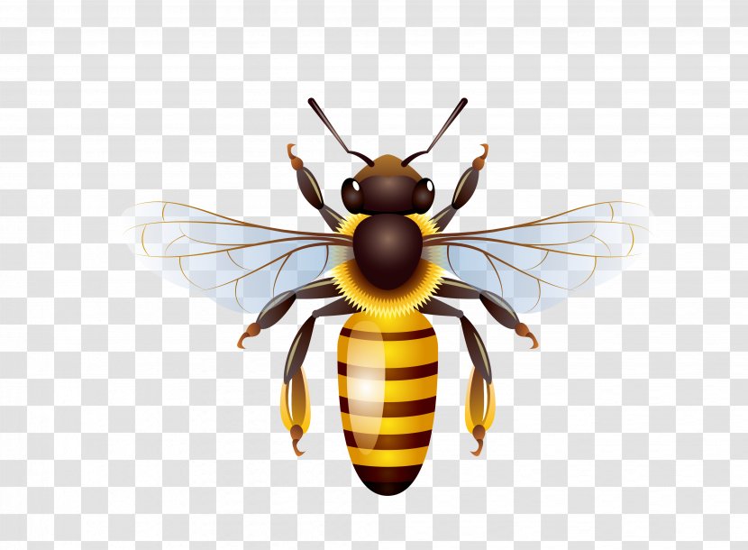 Honey Bee Honeycomb Transparent PNG