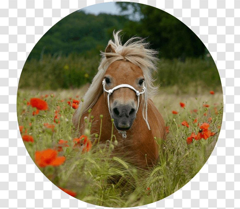 American Shetland Pony Mustang Mane - Snout Transparent PNG
