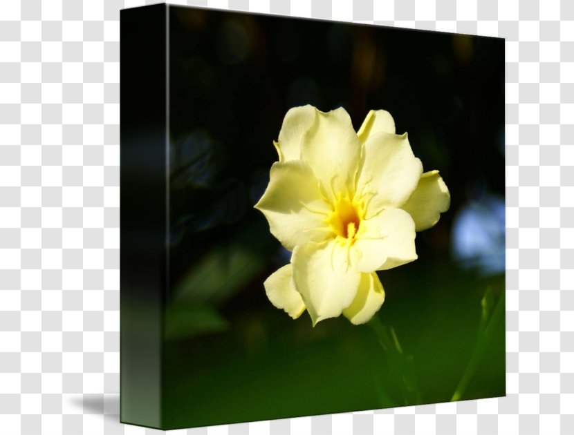 Flowering Plant Wildflower Herbaceous - Petal Transparent PNG