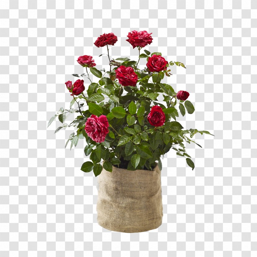 Garden Roses Cut Flowers Artificial Flower Flowerpot Floral Design Transparent PNG