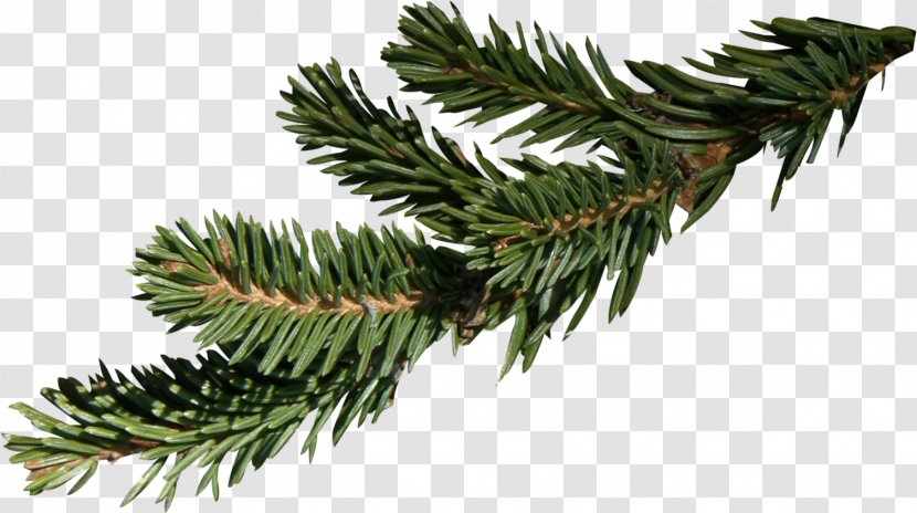 Fir Branch Spruce Christmas - Tree Transparent PNG