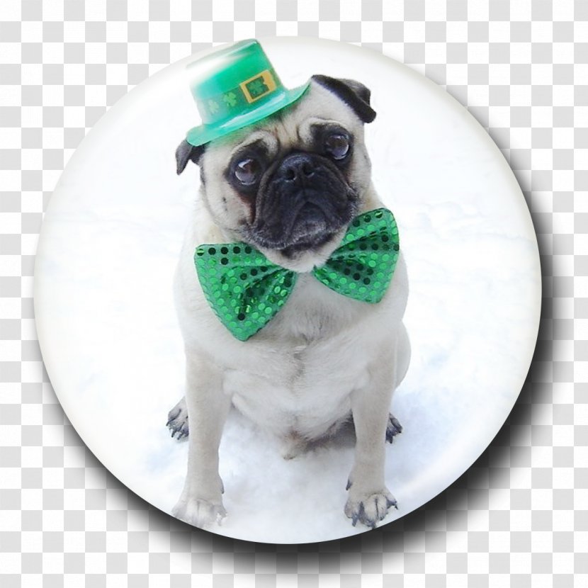Saint Patrick's Day Pug March 17 Happy St. Puppy - Irish People - Cartoon Transparent PNG