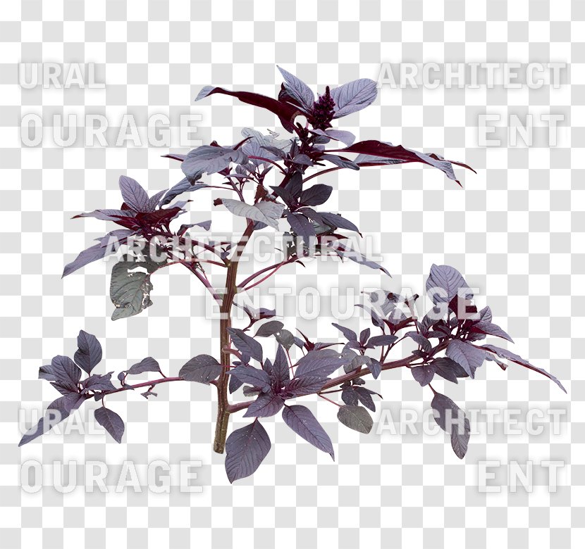 Branching - Purple - Lavender Bush Transparent PNG