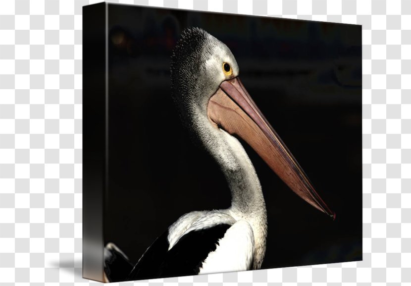 Pelican Products Beak - Seabird Transparent PNG