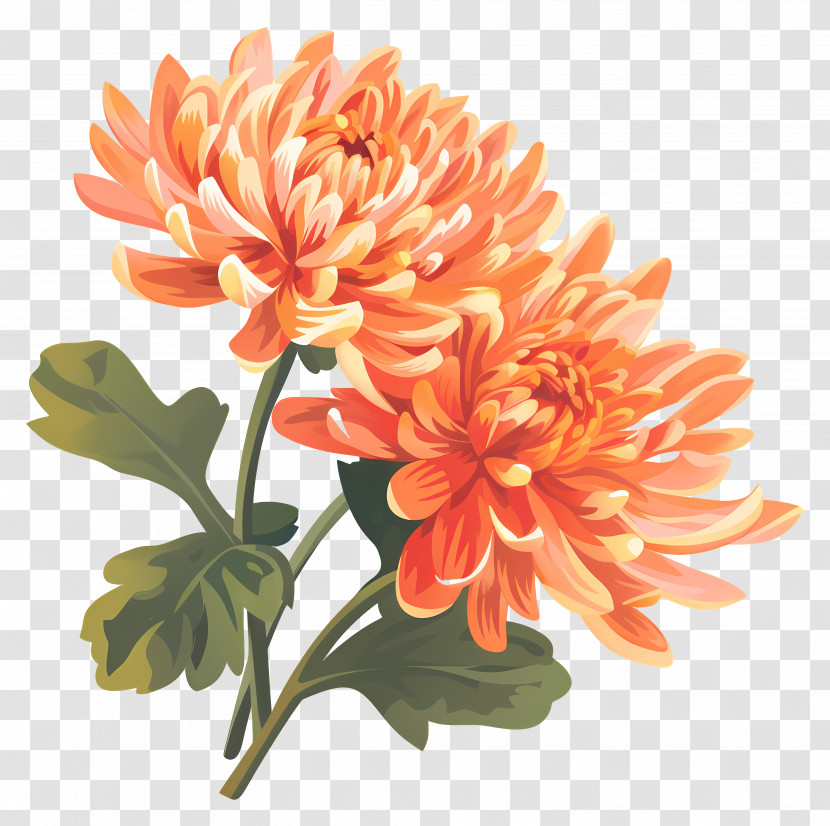 Chrysanthemum - Orange Chrysanthemum Flowers With Green Leaves Transparent PNG