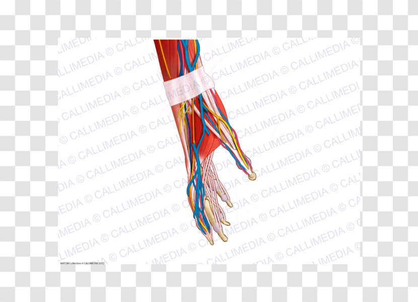 Blood Vessel Muscle Human Anatomy Nerve Body - Circulatory System - Hand Transparent PNG