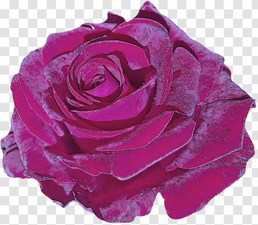 Garden Roses - Pink - Floribunda Rose Family Transparent PNG