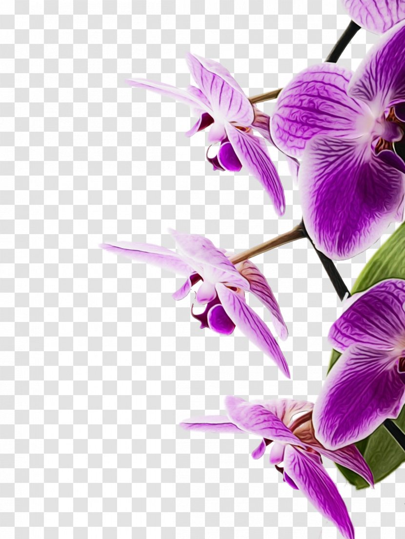 Flowering Plant Flower Purple Violet Petal - Paint - Cooktown Orchid Pink Transparent PNG