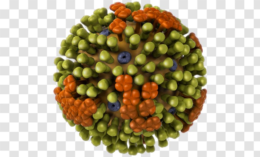 Influenza A Virus Subtype H1N1 Avian Influenzavirus B - C - Flu Transparent PNG