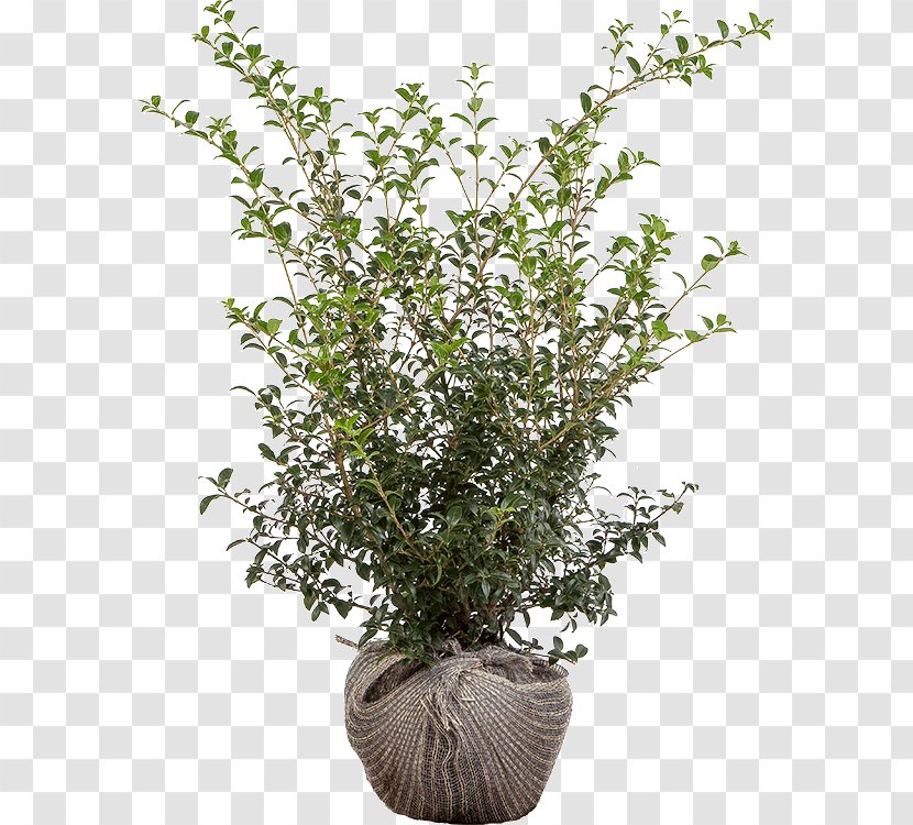 Flowerpot Burkwood Osmanthus Heterophyllus Shrub Evergreen - Houseplant - Mid Transparent PNG