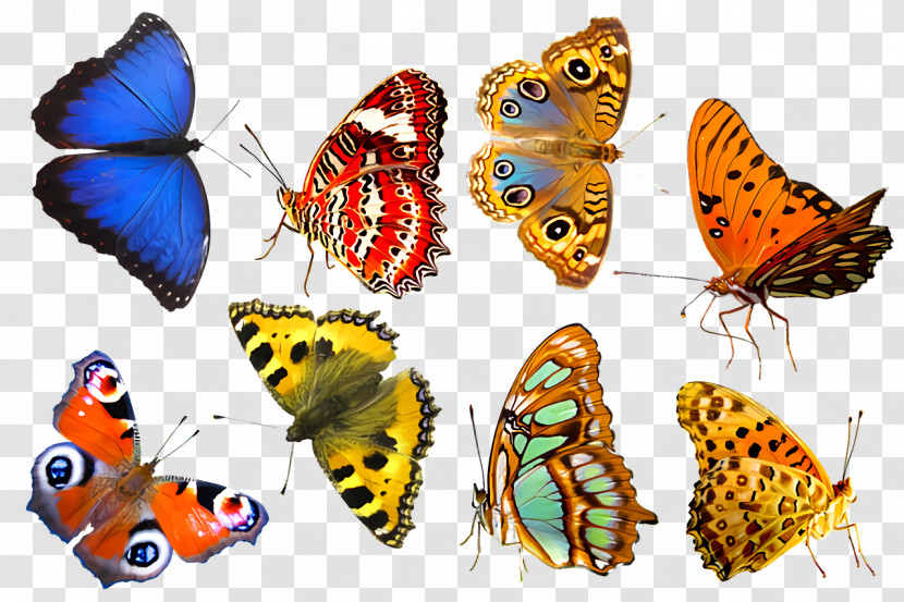 Insect Brush-footed Butterflies Moth Biology Science Transparent PNG