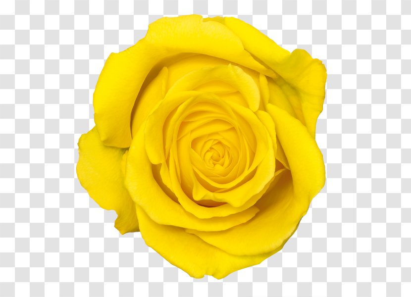 Yellow Rose Flower - Image File Formats - Transparent Transparent PNG