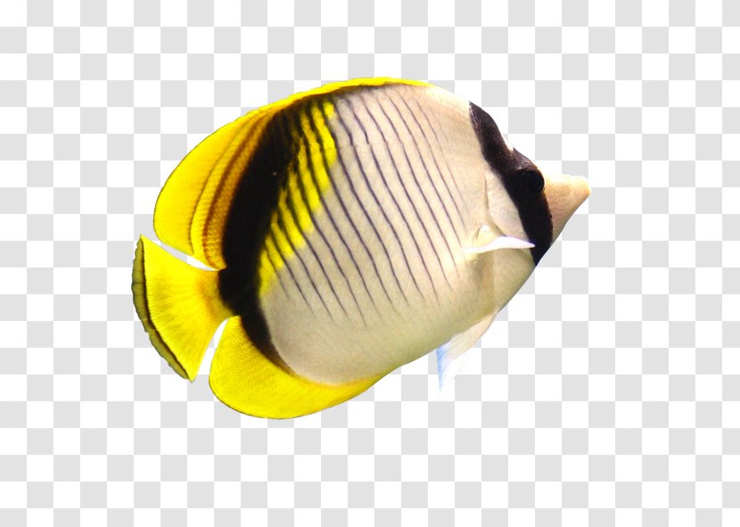 Download Fish - Yellow - Seabed Transparent PNG