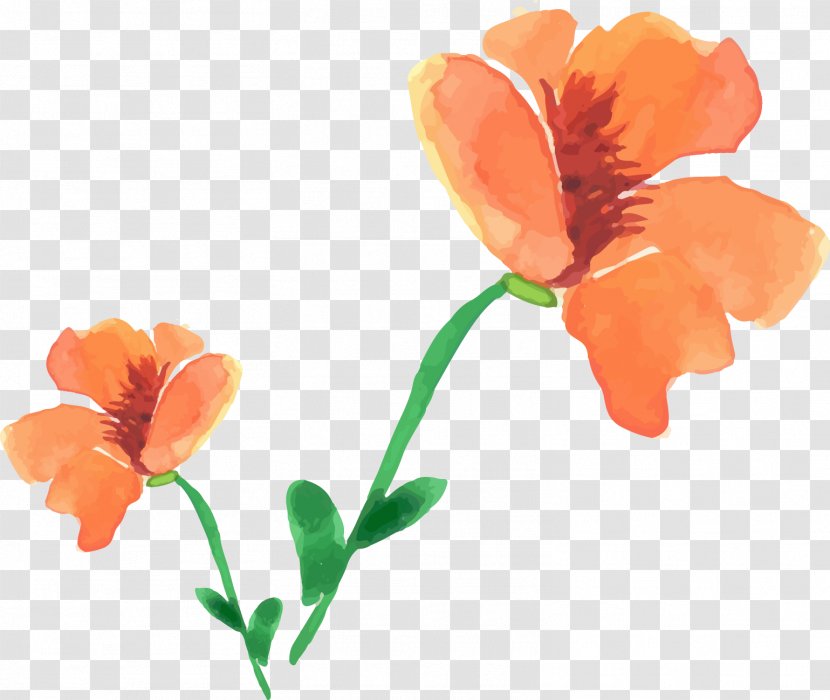 Watercolor Painting Poppy Flower - Painted Floral Decoration Transparent PNG