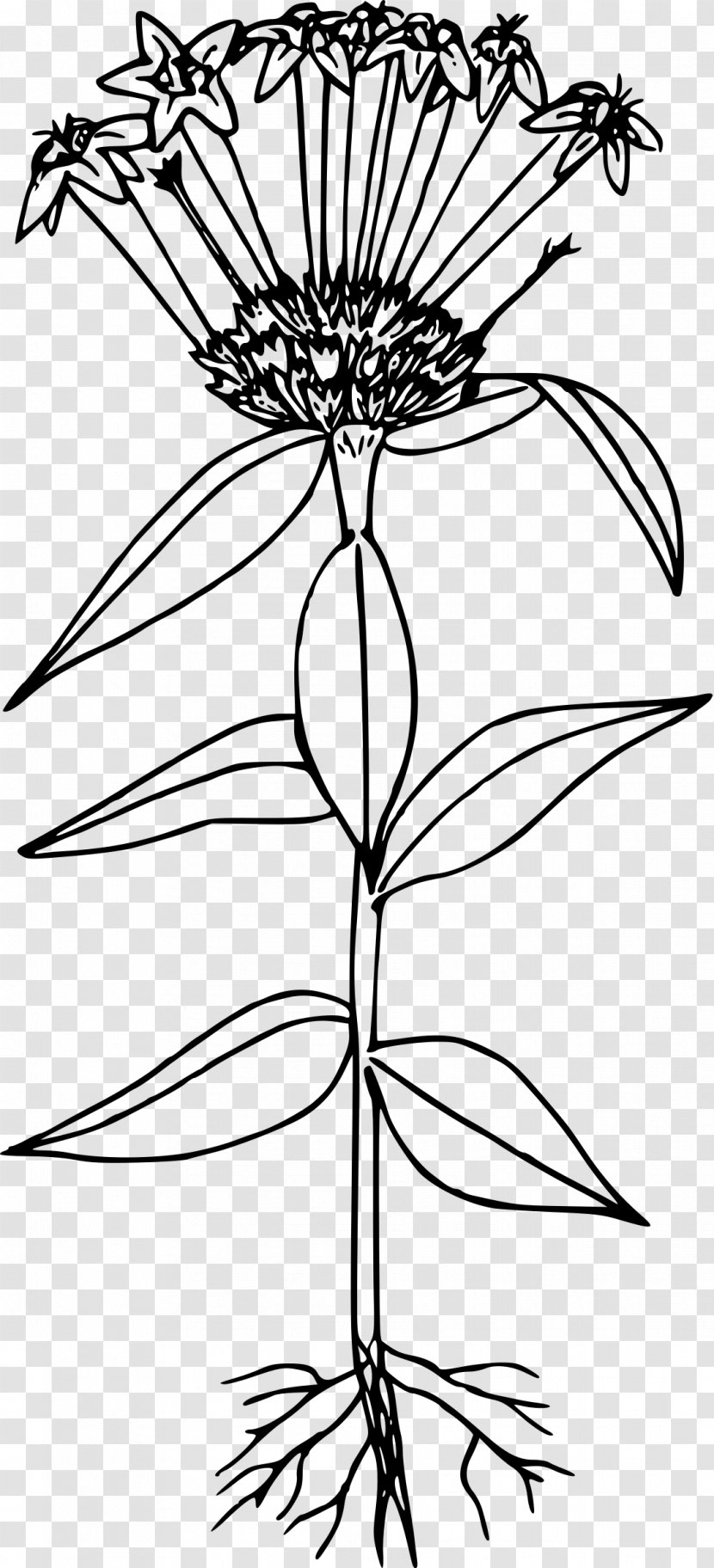 Collomia Grandiflora Line Art Drawing - Floral Design - Indian Paintbrush Flower Transparent PNG