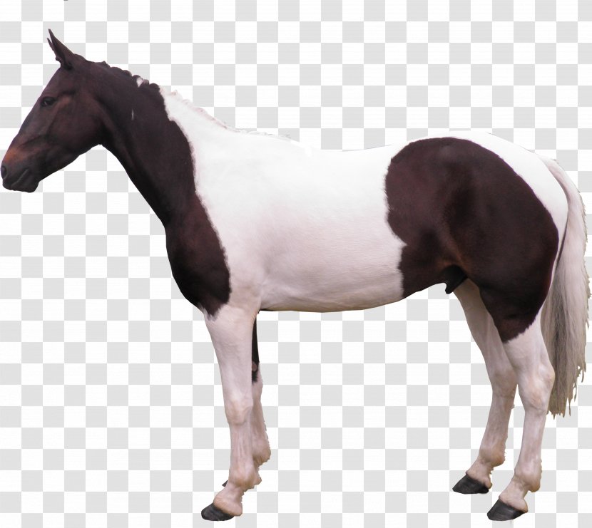 Mare Horse Pony Stallion Rein - Neck - Galloping Transparent PNG