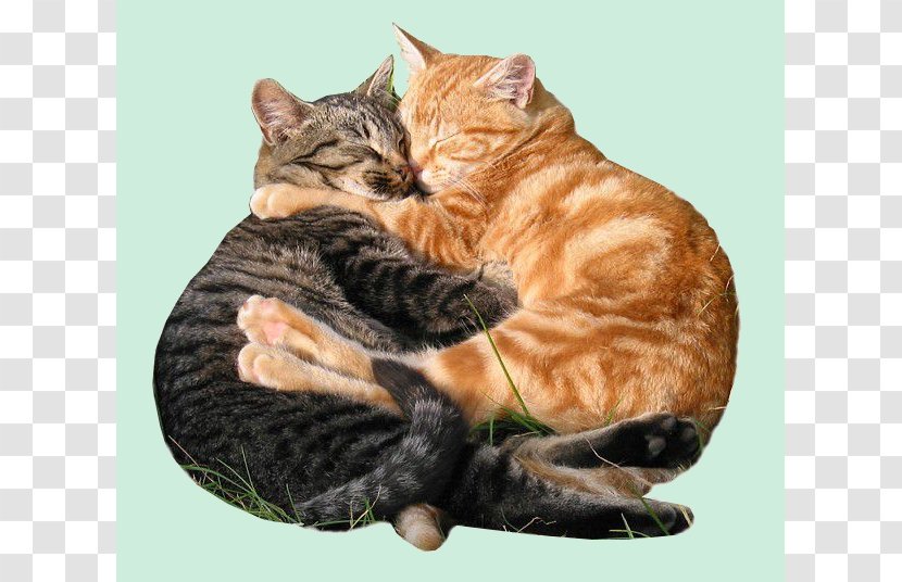 Valentine's Day Hug Gfycat Love - Small To Medium Sized Cats Transparent PNG