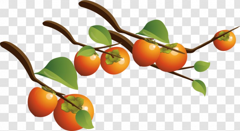 Japanese Persimmon Fruit - Clementine - Vector Tree Branch Transparent PNG