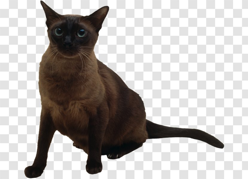 Burmese Cat Siamese Thai Bombay Tonkinese - Stock Photography - Kitten Transparent PNG