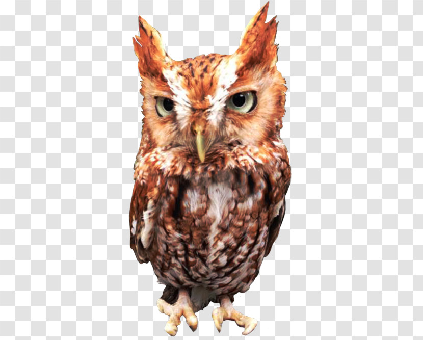 Owl Bird Eastern Screech Owl Bird Of Prey Screech Owl Transparent PNG