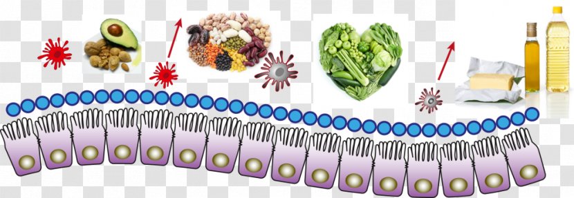 Nutrient Psychoneuroimmunology Immune System Chemical Substance Body Jewellery - Fiber Food Transparent PNG