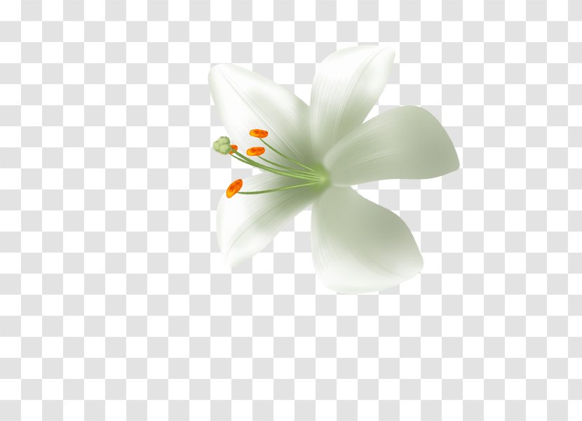 Lilium Candidum White Download - Lily Transparent PNG