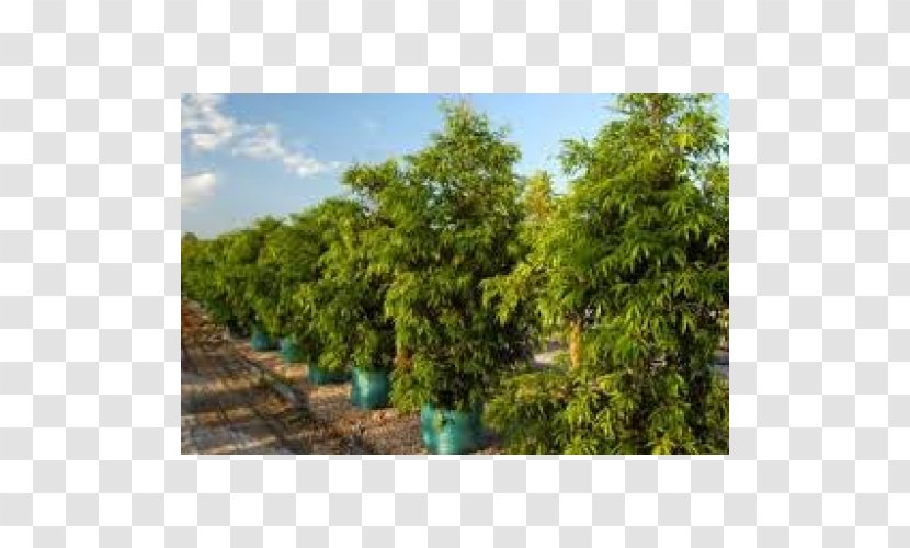 Tree Waterhousea Floribunda Plant Downes Wholesale Nursery - Rose - Crepe Myrtles Transparent PNG