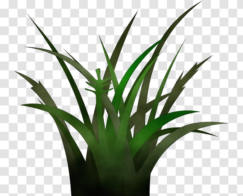 Watercolor Flower Background - Grass Family - Perennial Plant Xanthorrhoeaceae Transparent PNG