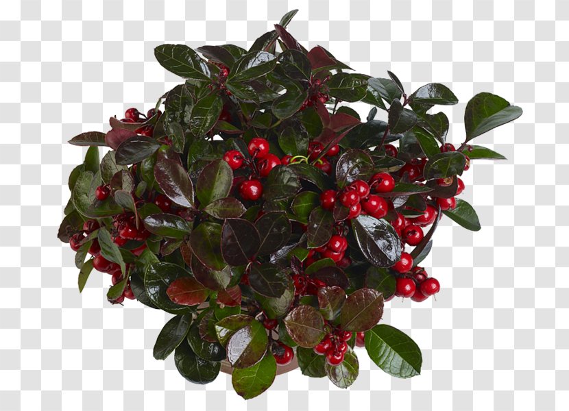 Lingonberry Cranberry - Aquifoliaceae - Plant Transparent PNG