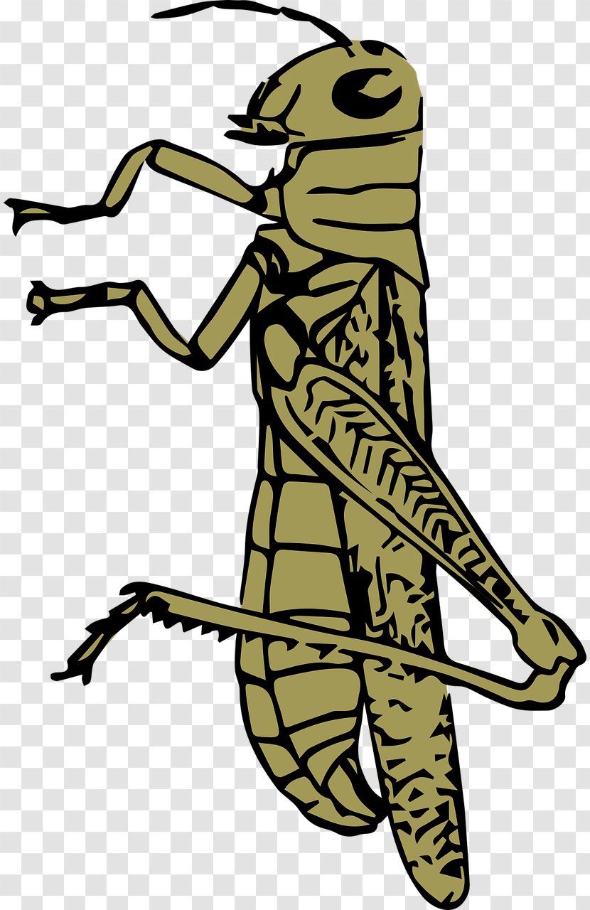 Grasshopper Clip Art - Pixabay - Light Brown Transparent PNG