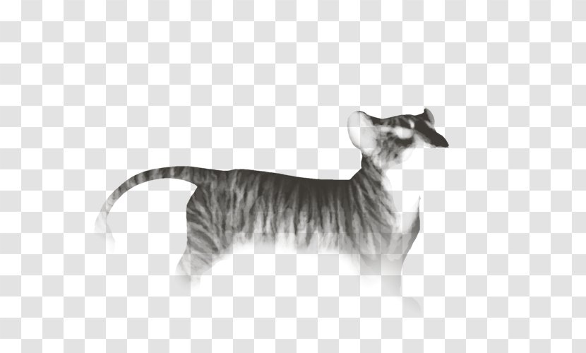 Whiskers Kitten Dog Wildlife Canidae Transparent PNG