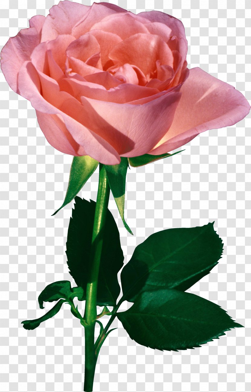 Valentine's Day Rose Flower Animation Heart - Cut Flowers - Peach Transparent PNG