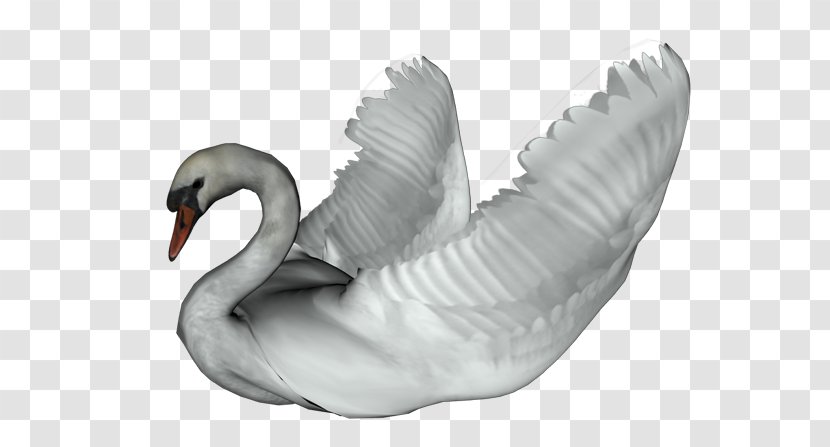 Cygnini Duck Bird Goose - Waterfowl - Swan Transparent PNG