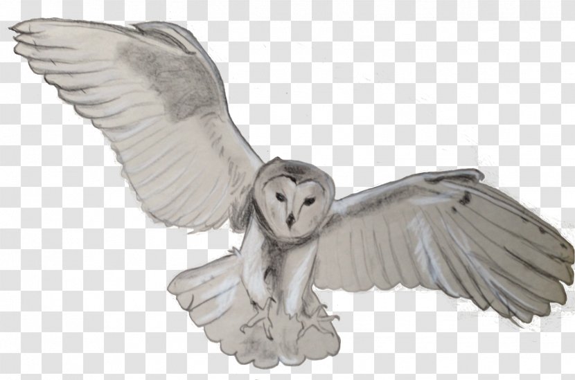 Tawny Owl Bird Flight Barn - Animal Transparent PNG