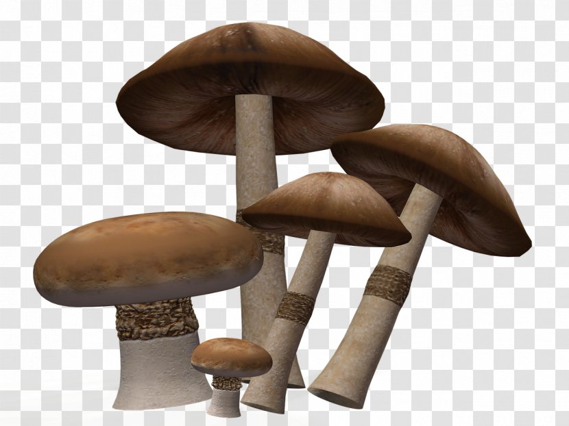 Image Mushroom Download Video Pleurotus Eryngii - Public Domain Transparent PNG