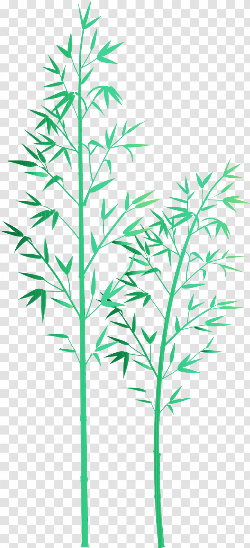 Plant Leaf Plant Stem Flower Grass Family Transparent PNG