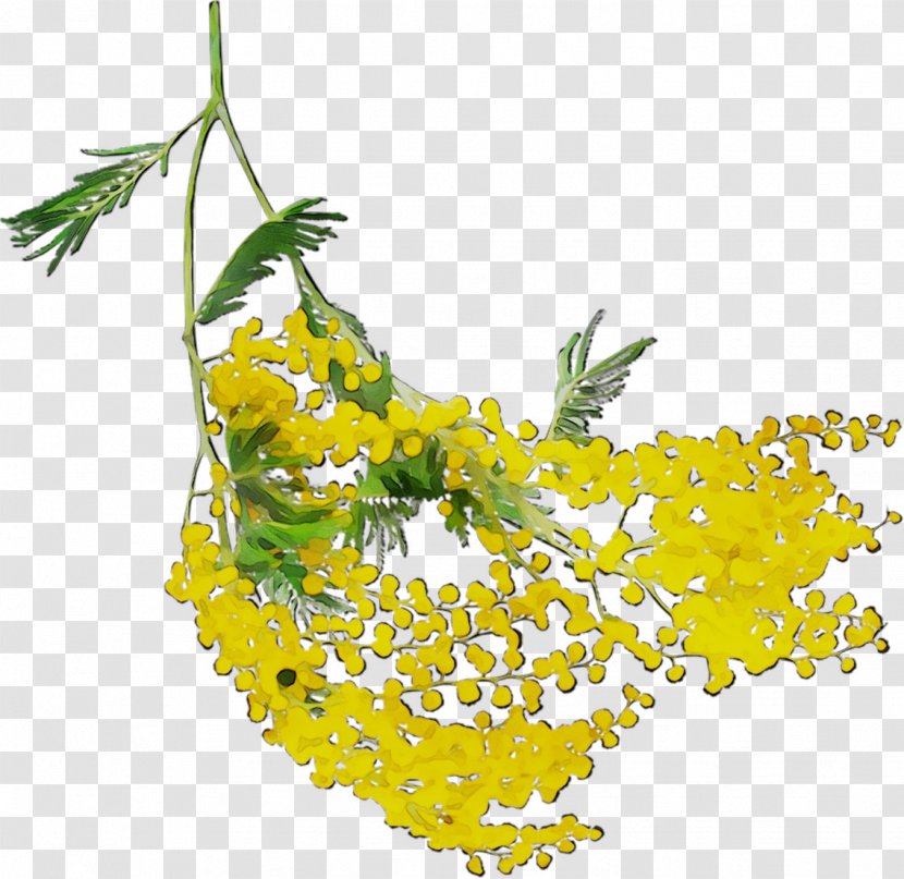 Mustard Yellow Flowering Plant Fruit Mimosa - Leaf - Stem Transparent PNG