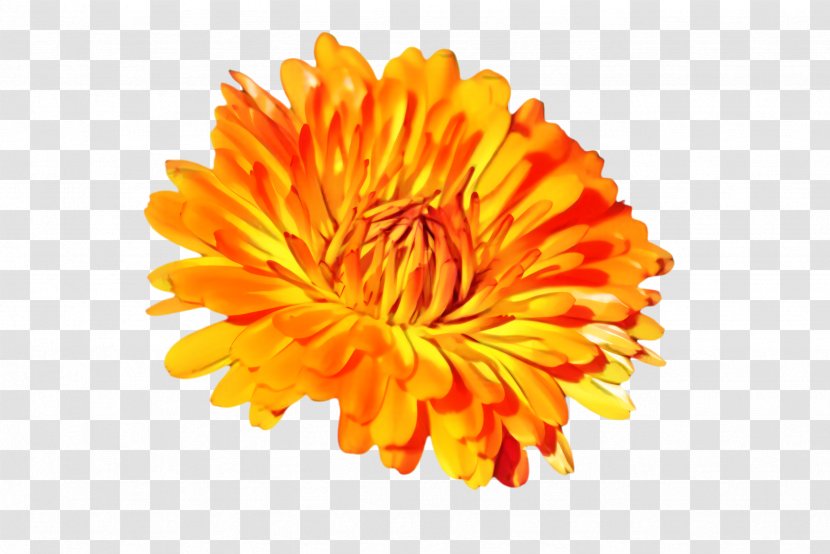 Flowers Background - Blossom - Daisy Family Calendula Transparent PNG