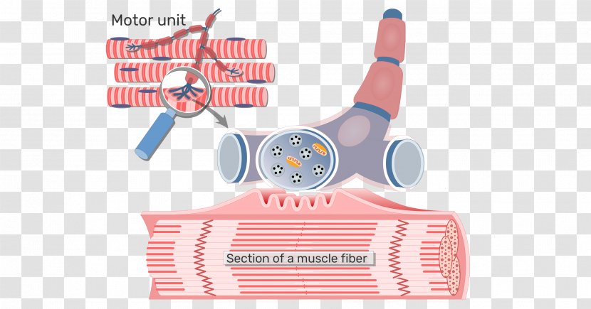 Neuromuscular Junction Motor Unit Axon Skeletal Muscle - Terminal - Pericardium Transparent PNG