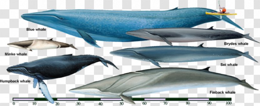 Sei Whale Fin Rorquals Bryde's Cetaceans - Bowhead Transparent PNG