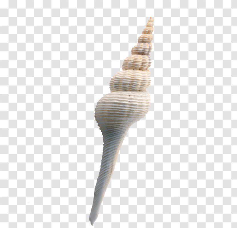 Seashell Conch Icon Transparent PNG
