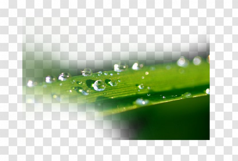 Dew Drop Water Splash - Drops Transparent PNG