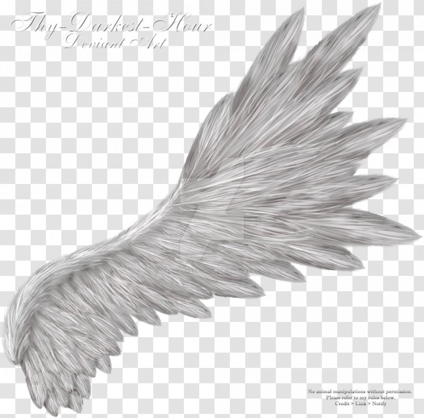 Wing Clip Art - Angel Wings Transparent PNG