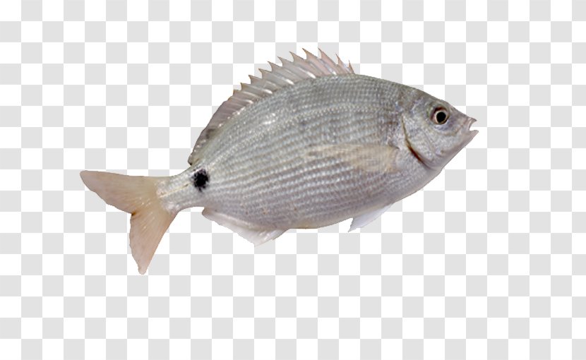 Fish Fin Whitefish - Gratis - A White With Fins Transparent PNG
