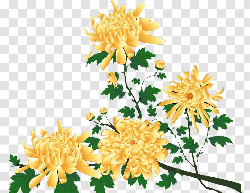 Dahlia Chrysanthemum Floral Design Cut Flowers Transparent PNG