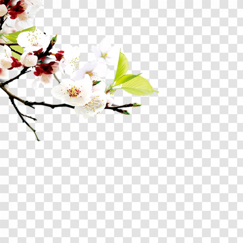 Peach Download - Flower - Pear Transparent PNG