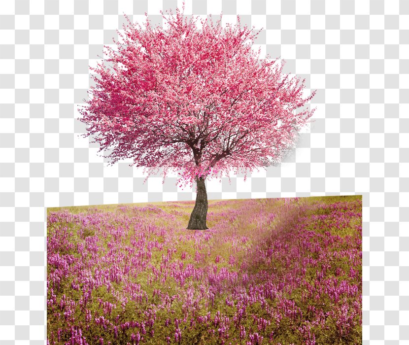 Flower Tree Computer File - Pink - Peach Transparent PNG