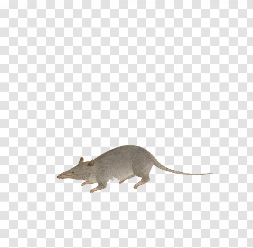 Rat Computer Mouse Fauna Wildlife - Hand-painted Transparent PNG
