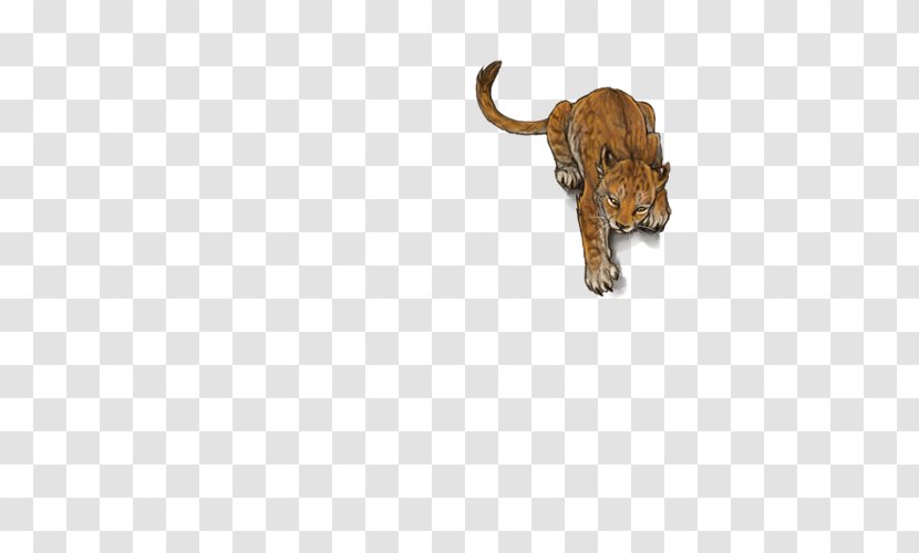 Big Cat Terrestrial Animal Wildlife Transparent PNG