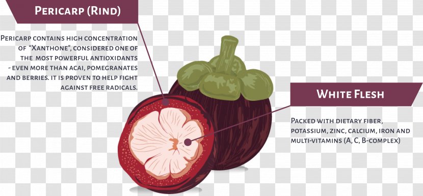 Fruit Anatomy Juice Purple Mangosteen Cocktail - Oplodie Transparent PNG